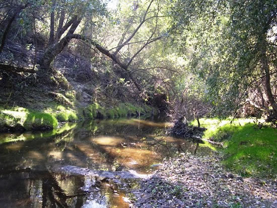 UPSTREAM PHOTOGRAPH - PAJARO RIVER - CHITTENDEN (AROC1)