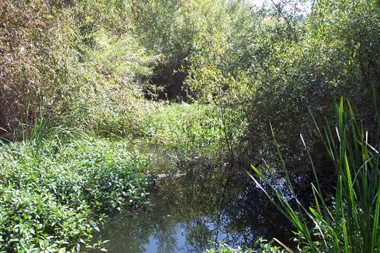 UPSTREAM PHOTOGRAPH - COYOTE CREEK - EDENVALE (CYEC1)